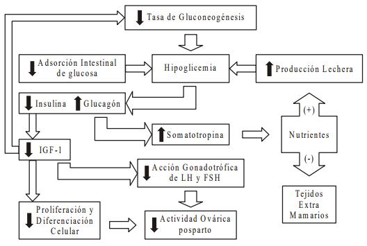 Interacciones entre el metabolismo y la reproducción en la vaca lechera: es la actividad gluconeogénica el eslabón perdido? - Image 6