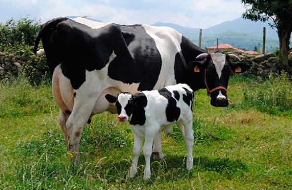 Enteritis inespecíficas en terneros lactantes de raza Holstein (parte II) - Image 1