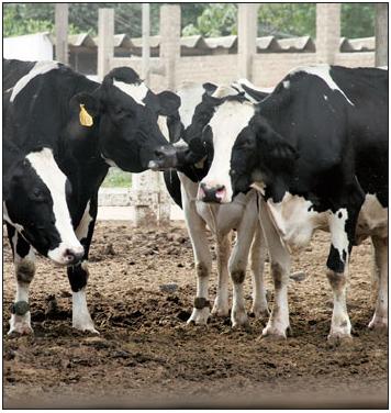 Uso de compuestos prebióticos y probióticos para tratamiento de enteritis inespecíficas en terneros lactantes de raza Holstein (Parte I) - Image 7