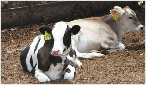 Uso de compuestos prebióticos y probióticos para tratamiento de enteritis inespecíficas en terneros lactantes de raza Holstein (Parte I) - Image 4