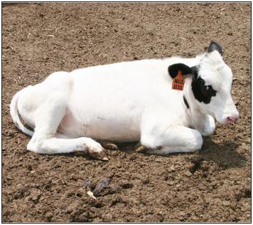 Uso de compuestos prebióticos y probióticos para tratamiento de enteritis inespecíficas en terneros lactantes de raza Holstein (Parte I) - Image 5