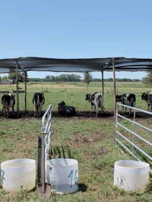 Principales resultados de investigación en estrés calórico en vacas lecheras - Image 2