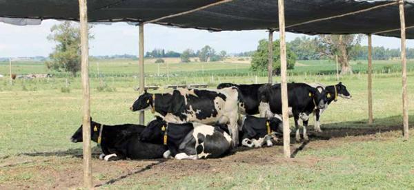 Principales resultados de investigación en estrés calórico en vacas lecheras - Image 1