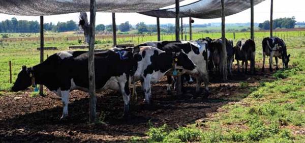 Claves para mantener altos niveles de producción en verano, Jornada de lechería en la Estanzuela - Image 1