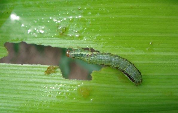 Los insecticidas “curasemillas” y el gusano cogollero - Image 3