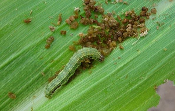 Los insecticidas “curasemillas” y el gusano cogollero - Image 2