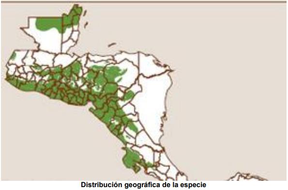 El Conacaste (Enterolobium cyclocarpum), un árbol de usos múltiples en regiones tropicales de Guatemala - Image 3