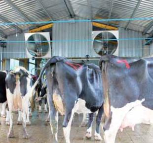 Estrés térmico en vacas lecheras: con sombra y bienestar las vacas producen más - Image 3
