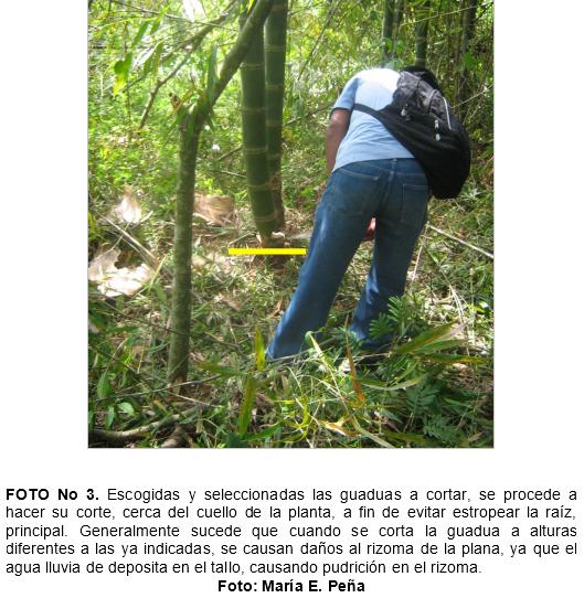 Practica de construccion de trinchos en guadua (guadua angustifolia), como tecnicas mecanicas para la recuperacion de suelos en el municipio de jamundi (Valle del Cauca. Colombia) - Image 3