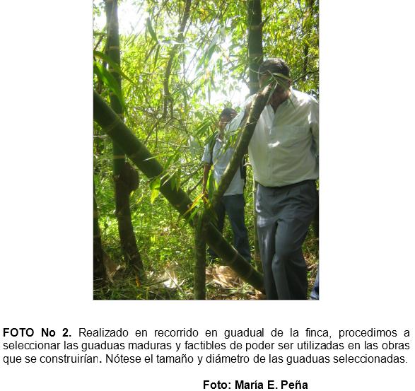Practica de construccion de trinchos en guadua (guadua angustifolia), como tecnicas mecanicas para la recuperacion de suelos en el municipio de jamundi (Valle del Cauca. Colombia) - Image 2