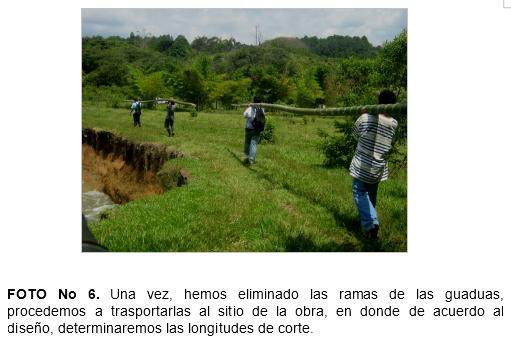 Practica de construccion de trinchos en guadua (guadua angustifolia), como tecnicas mecanicas para la recuperacion de suelos en el municipio de jamundi (Valle del Cauca. Colombia) - Image 6