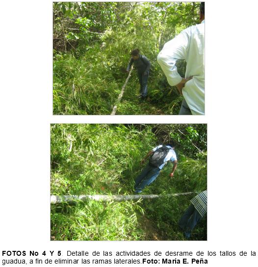 Practica de construccion de trinchos en guadua (guadua angustifolia), como tecnicas mecanicas para la recuperacion de suelos en el municipio de jamundi (Valle del Cauca. Colombia) - Image 4