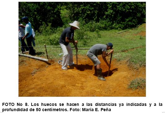 Practica de construccion de trinchos en guadua (guadua angustifolia), como tecnicas mecanicas para la recuperacion de suelos en el municipio de jamundi (Valle del Cauca. Colombia) - Image 8