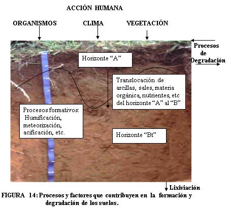 Caracterización y manejo de suelos y aguas afectadas por sales - Image 12
