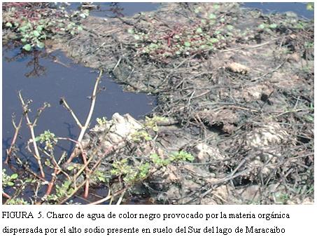 Caracterización y manejo de suelos y aguas afectadas por sales - Image 6