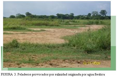 Caracterización y manejo de suelos y aguas afectadas por sales - Image 4