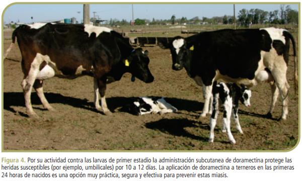 Guía para el control de los parásitos externos en bovinos de leche del área central de la Argentina (Ficha 1) - Image 3