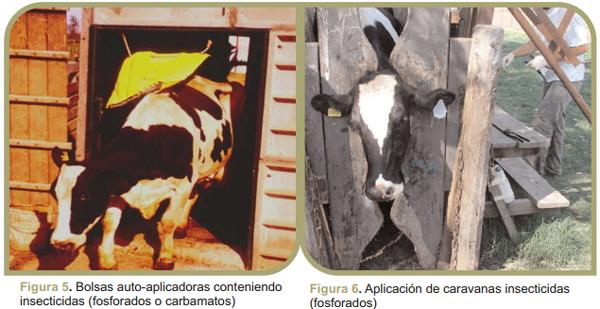 Parásitos externos en bovinos de leche: Mosca de los cuernos - Image 5