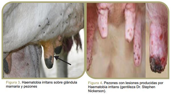 Parásitos externos en bovinos de leche: Mosca de los cuernos - Image 3