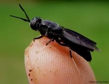 La mosca soldado negra (Hermetia illucens) en avicultura, Una realidad que transciende - Image 6