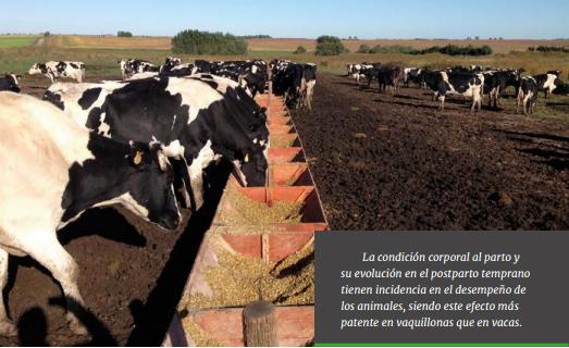 Estrategias de alimentación de vacas lecheras en pastoreo: ¿qué hemos aprendido de los sistemas comerciales y qué hemos generado desde la investigación en uruguay? - Image 14
