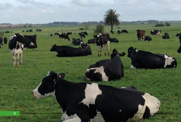 Estrategias de alimentación de vacas lecheras en pastoreo: ¿qué hemos aprendido de los sistemas comerciales y qué hemos generado desde la investigación en uruguay? - Image 2