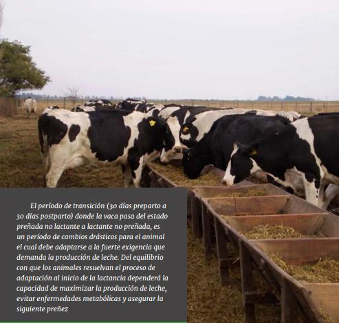 Estrategias de alimentación de vacas lecheras en pastoreo: ¿qué hemos aprendido de los sistemas comerciales y qué hemos generado desde la investigación en uruguay? - Image 13