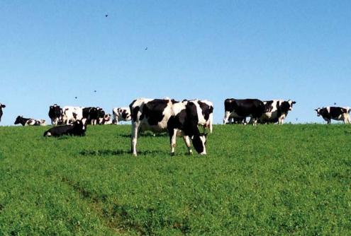Estrategias de alimentación de vacas lecheras en pastoreo: ¿qué hemos aprendido de los sistemas comerciales y qué hemos generado desde la investigación en uruguay? - Image 7