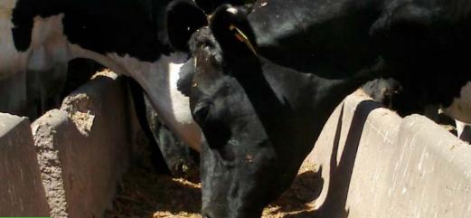 Estrategias de alimentación de vacas lecheras en pastoreo: ¿qué hemos aprendido de los sistemas comerciales y qué hemos generado desde la investigación en uruguay? - Image 18