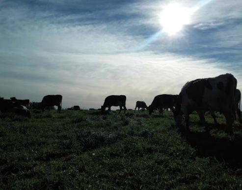 Estrategias de alimentación de vacas lecheras en pastoreo: ¿qué hemos aprendido de los sistemas comerciales y qué hemos generado desde la investigación en uruguay? - Image 17