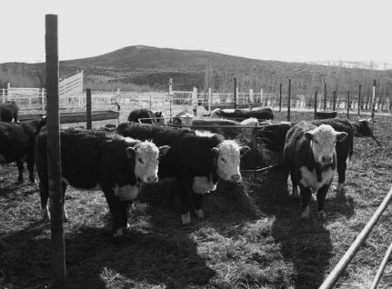 Gestión ambiental de engordes bovinos a corral - Image 2
