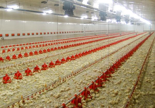 10 mandamientos de bioseguridad en granjas avícolas - Image 1