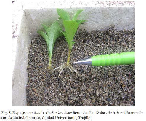 Enraizamiento de esquejes de Stevia rebaudiana Bertoni (Asteraceae) “estevia”, aplicando dosis creciente de ácido indolbutírico - Image 5