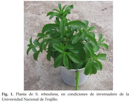 Enraizamiento de esquejes de Stevia rebaudiana Bertoni (Asteraceae) “estevia”, aplicando dosis creciente de ácido indolbutírico - Image 1