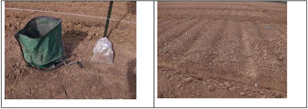 Establecimiento de Zacate Bermuda Cynodon Dactylon (L.) Pers. (grama Gigante) con semilla de grano escarificado. - Image 6