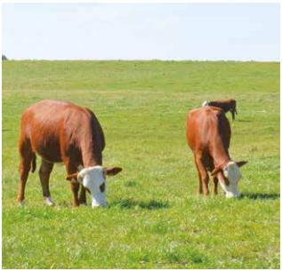 Propuestas para el engorde de vacas de descarte - Image 2