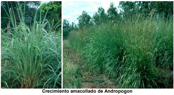 El pasto gamba (Andropogon Gayanus), una gramínea promisoria para el corredor seco del suroriente de Guatemala - Image 1