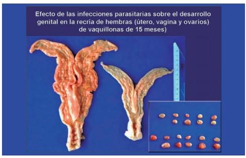 Parasitosis gastrointestinal en bovinos de carne - Image 7