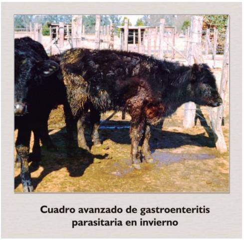 Parasitosis gastrointestinal en bovinos de carne - Image 4