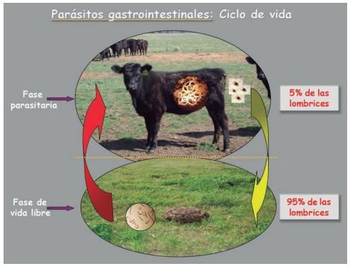Parasitosis gastrointestinal en bovinos de carne - Image 1