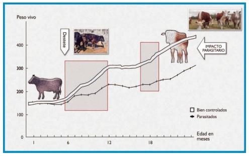 Parasitosis gastrointestinal en bovinos de carne - Image 5