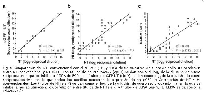 Desarrollo de un nuevo Test de neutralización para la enfermedad de newcastle (NDV) basado en un NDV recombinante que expresa la proteína verde fluorescente mejorada - Image 9
