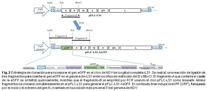 Desarrollo de un nuevo Test de neutralización para la enfermedad de newcastle (NDV) basado en un NDV recombinante que expresa la proteína verde fluorescente mejorada - Image 4