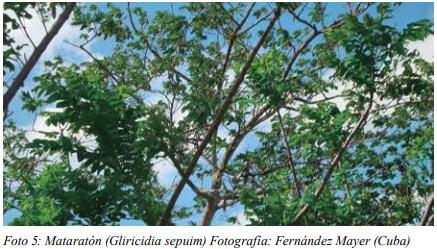 Especies arbóreas y arbustivas más utilizadas en la alimentación de rumiantes Arbustos y especies arbóreas - Image 25