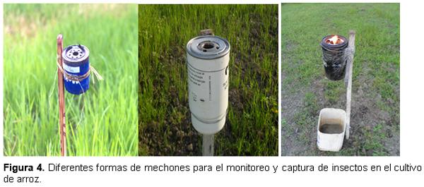 Alternativas de manejo ecologico de insectos en el cultivo del arroz en Colombia - Image 4