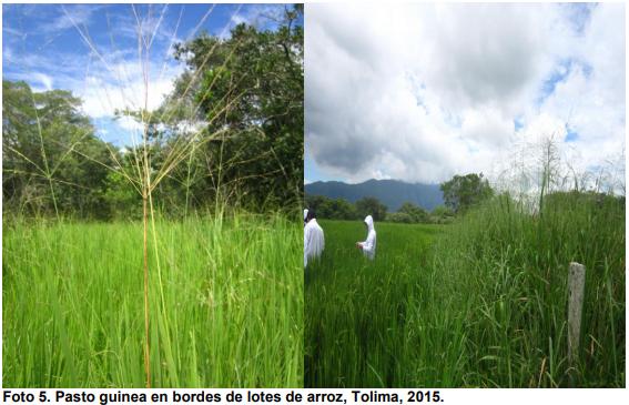 Observaciones bioecológicas de los barrenadores en el cultivo de arroz - Image 14
