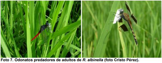 Observaciones bioecológicas de los barrenadores en el cultivo de arroz - Image 16