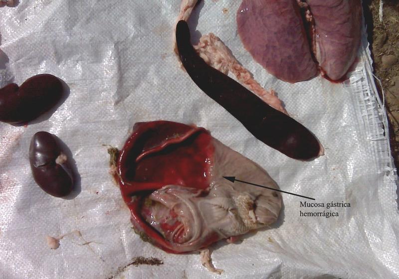 Mal Rojo, una de las enfermedades rojas del cerdo - Image 17