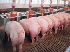 Importancia del uso de Ractopamina para la Porcicultura Argentina - Image 2