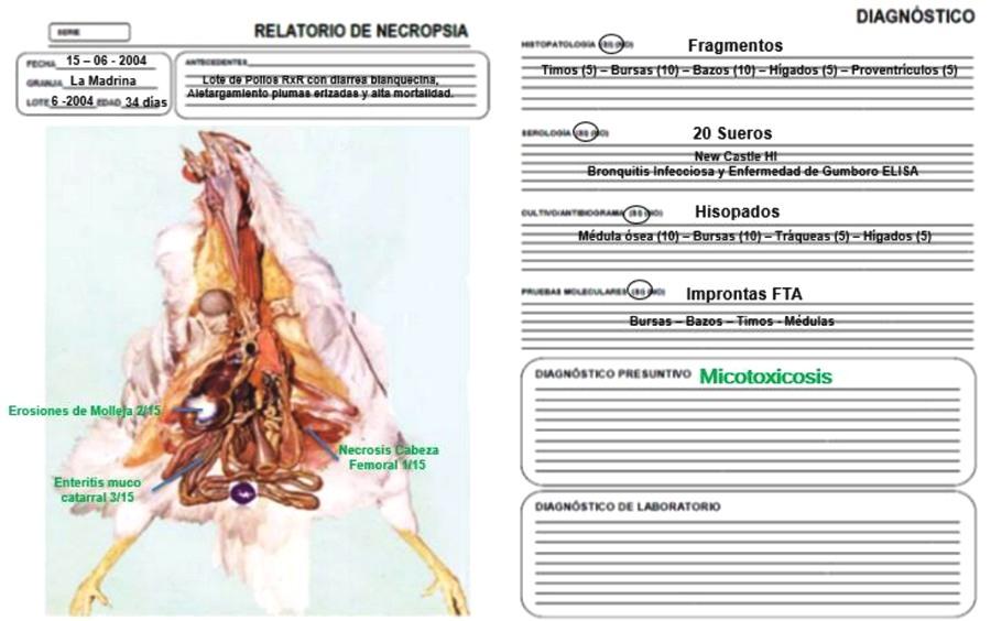Sistema integral de evaluación de lesiones a la necropsia - SIEN - Image 24